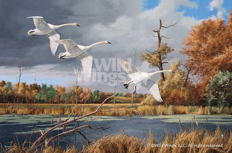 trumpeter-swans-art-print-autumn-at-baker-by-david-maass-1540812013d_ab28d00c-cc0e-4f8f-a0f2-e4c21f1214a8.jpg