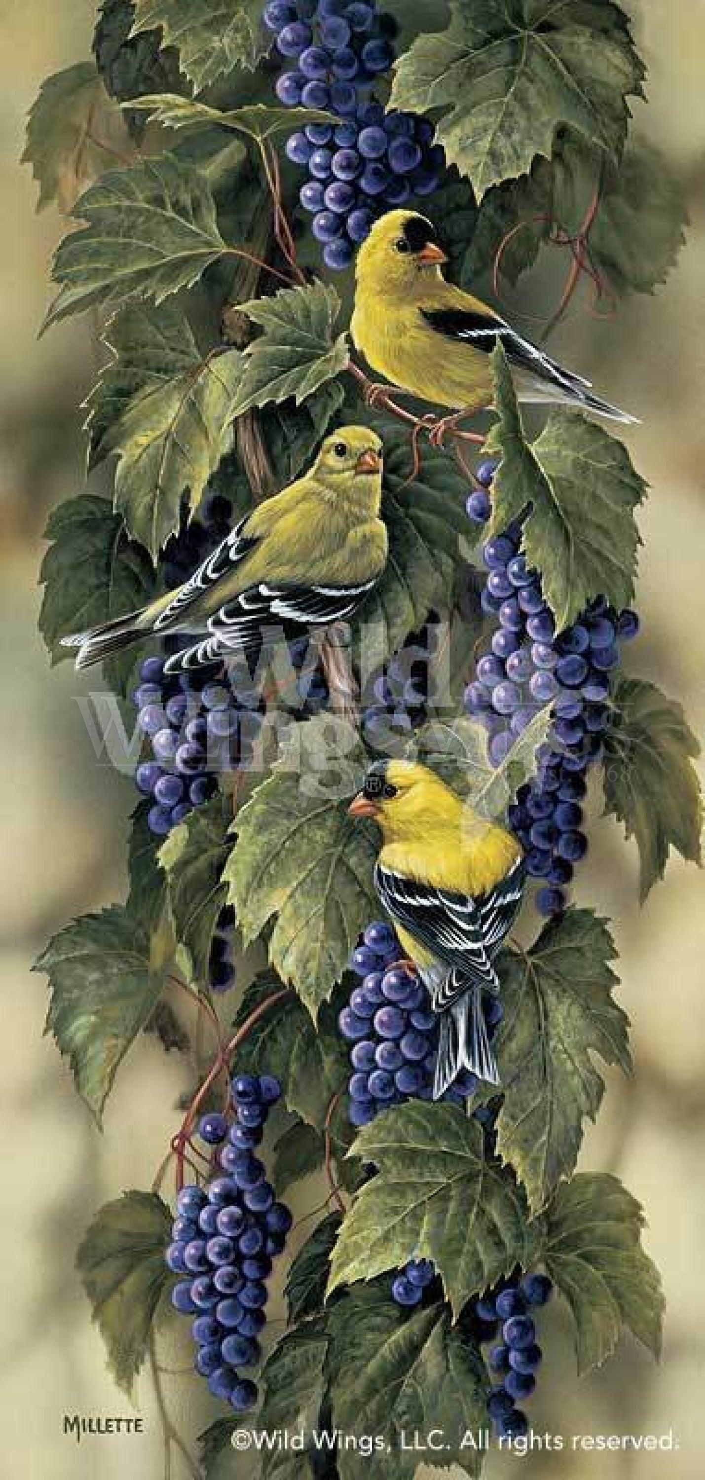 vineyardmdashgoldfinch-limited-edition-print21h-x-10w-art-collection_543.jpg