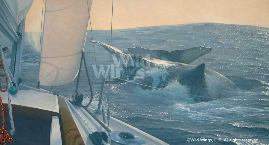 whale-watching-art-print-voyagers-by-randall-scott-1771837092d_0164f902-d256-4708-906c-e7f15fb92d17.jpg
