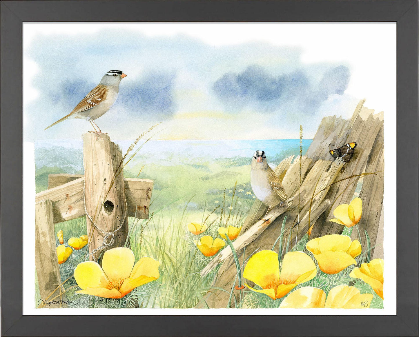 white-crowned-sparrows-at-sea-ranch-framed-print-F058920049B.jpg