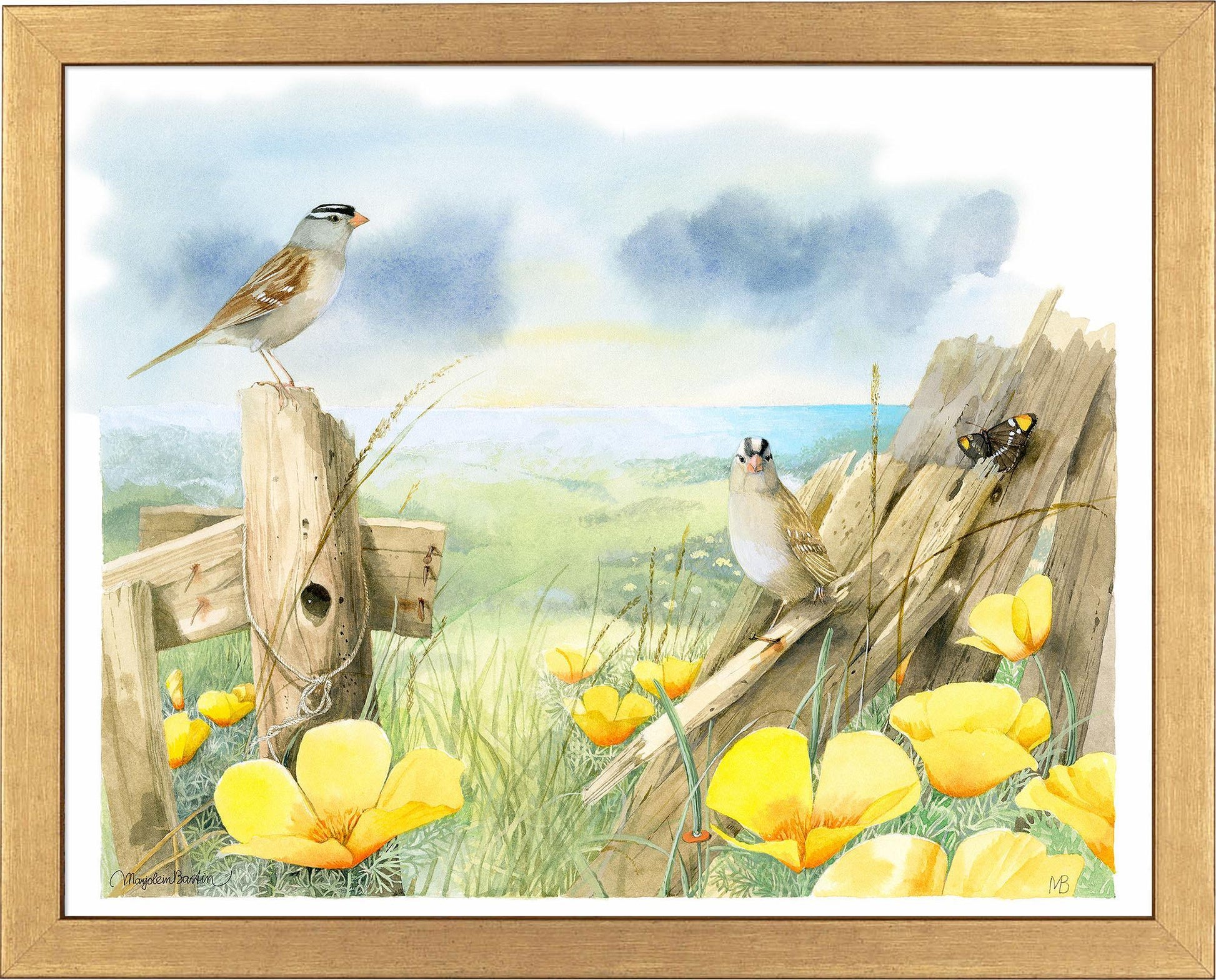 white-crowned-sparrows-at-sea-ranch-framed-print-F058920049G.jpg