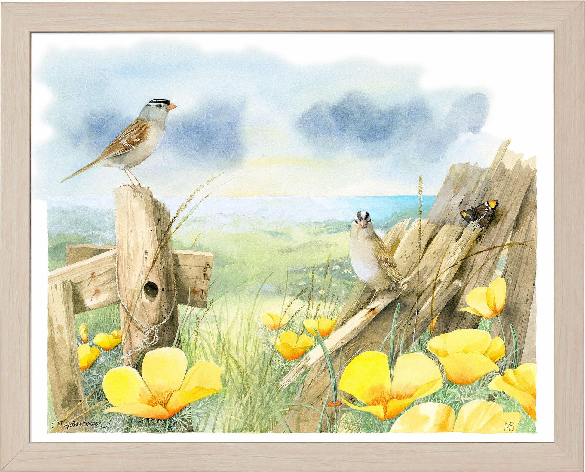 white-crowned-sparrows-at-sea-ranch-framed-print-F058920049N.jpg