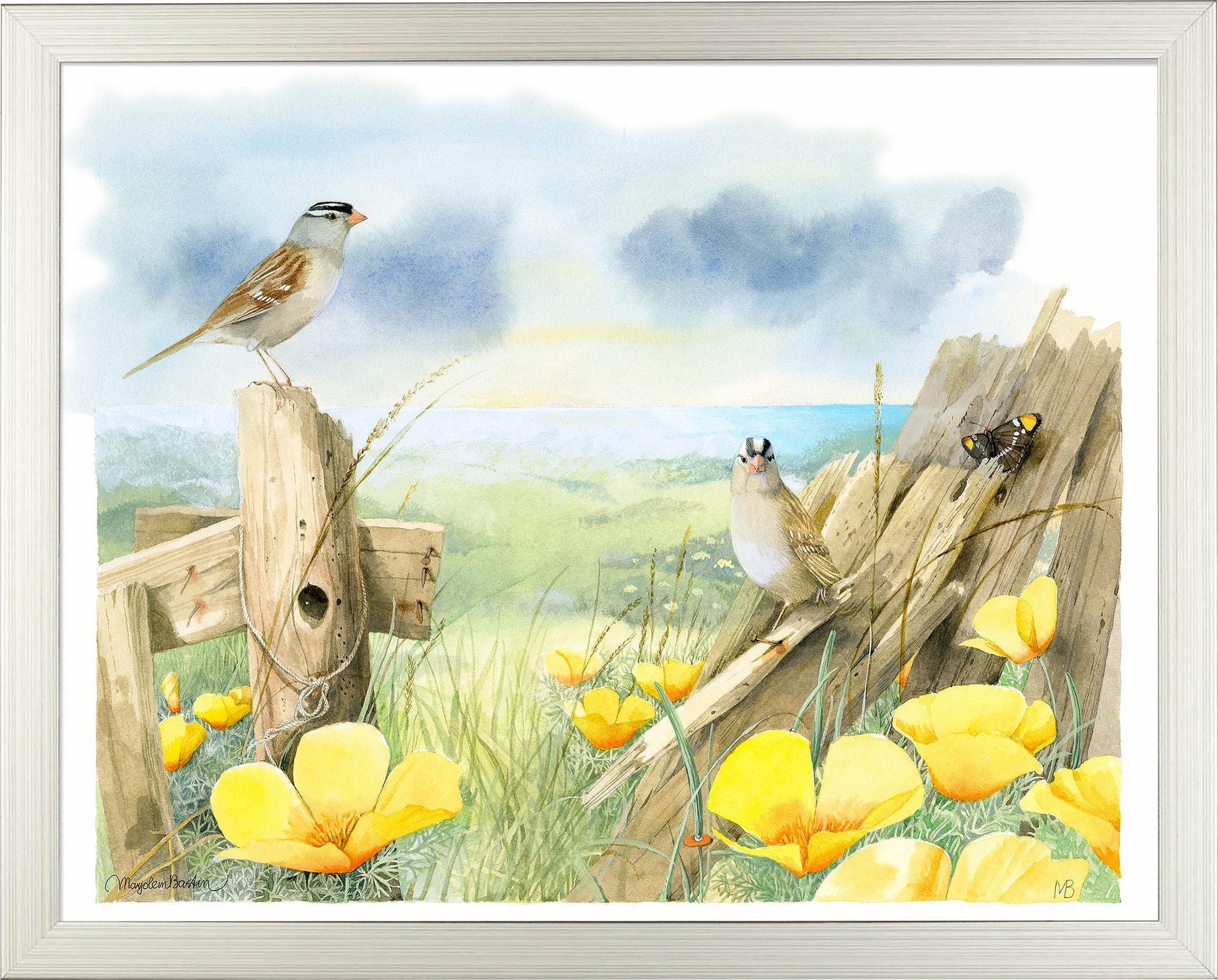 white-crowned-sparrows-at-sea-ranch-framed-print-F058920049S.jpg