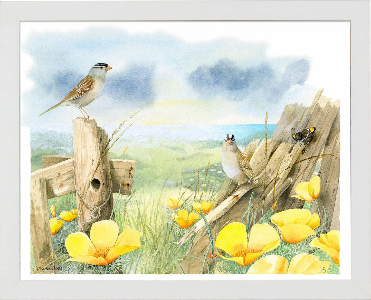 white-crowned-sparrows-at-sea-ranch-framed-print-F058920049W.jpg