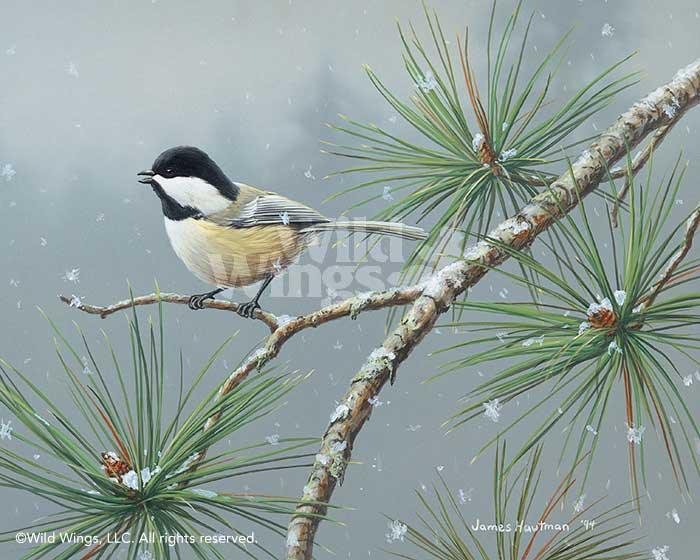 winter-snowfall-chickadee-art-print-by-jim-hautman-1397869037d_0bb44e14-eef6-487d-bd9b-af9e03e7b7b7.jpg