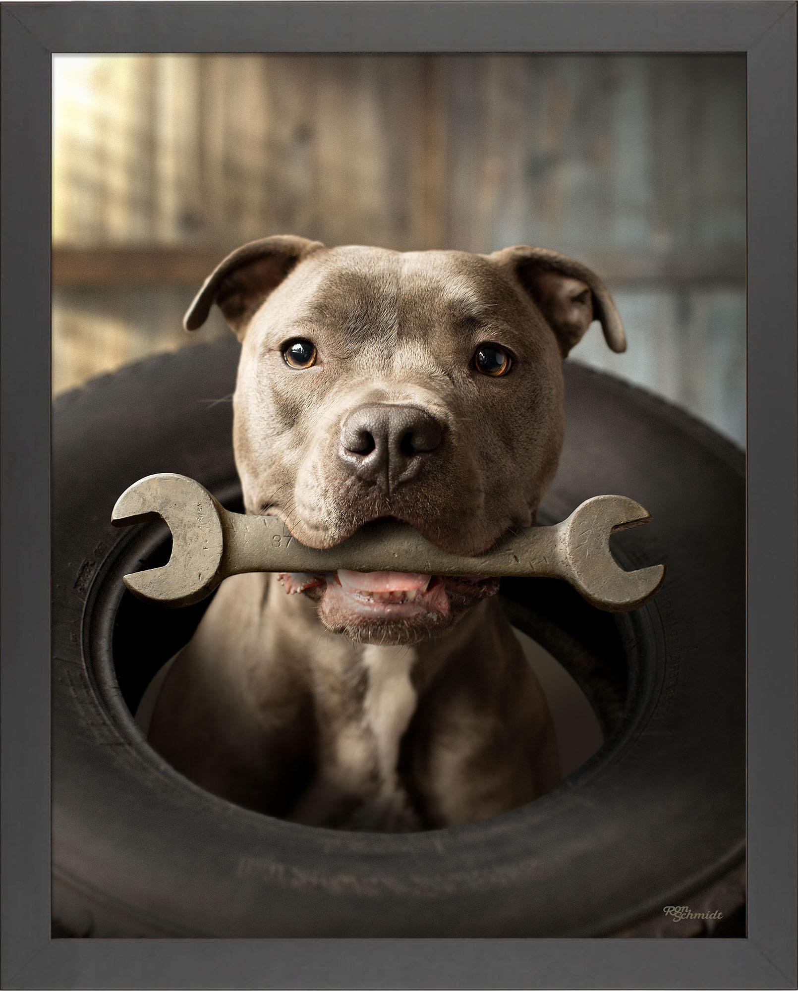 wrench-pitbull-terrier-framed-print-F759950062B.jpg