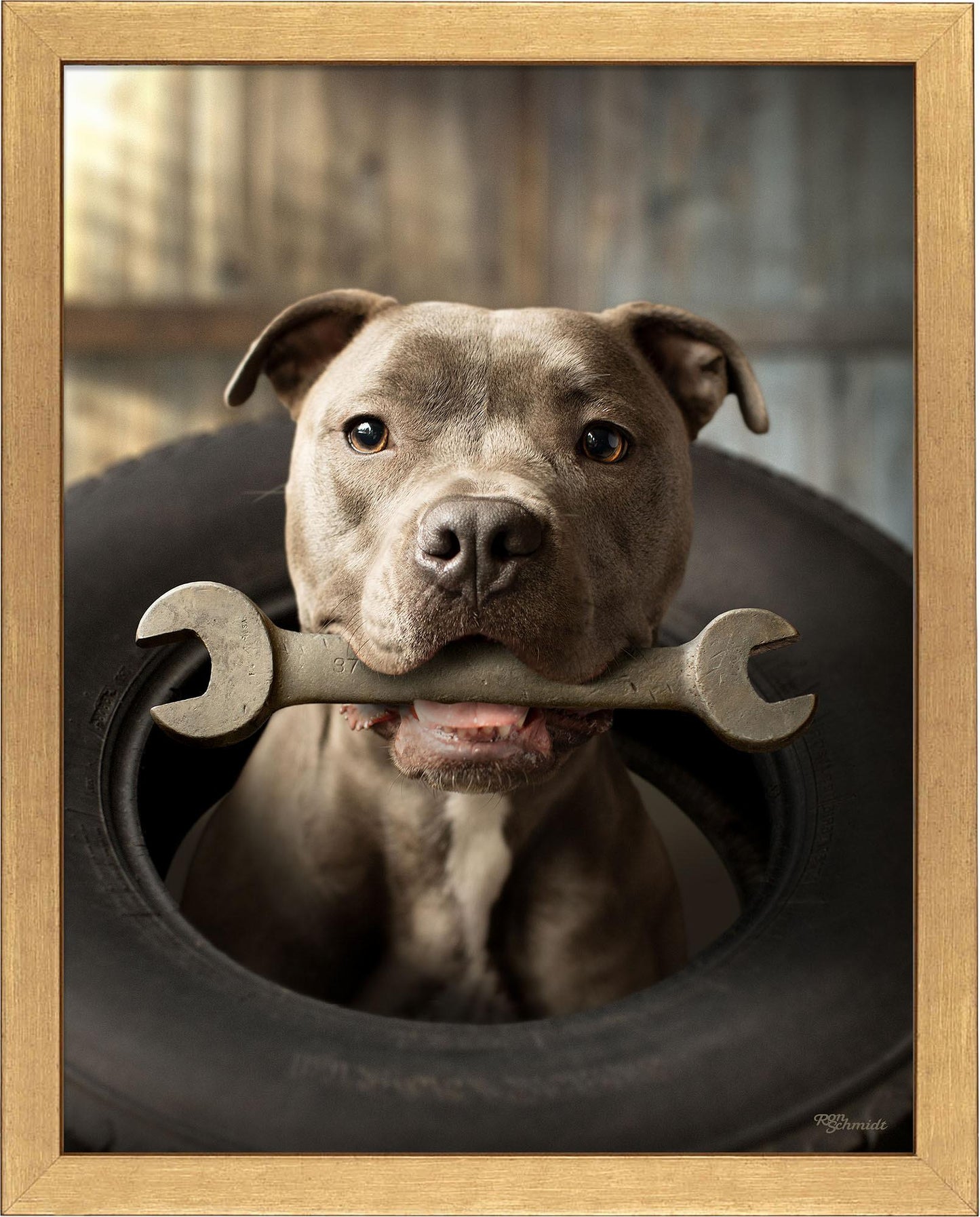 wrench-pitbull-terrier-framed-print-F759950062G.jpg