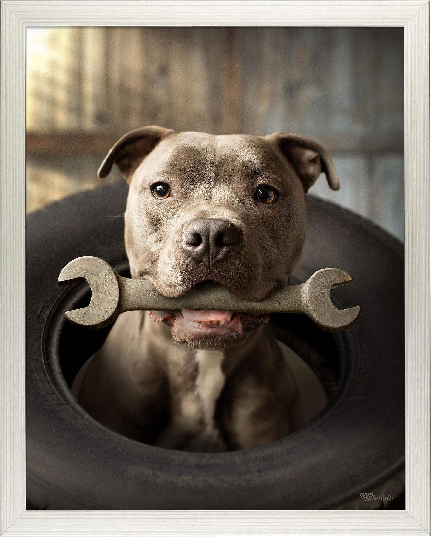 wrench-pitbull-terrier-framed-print-F759950062S.jpg