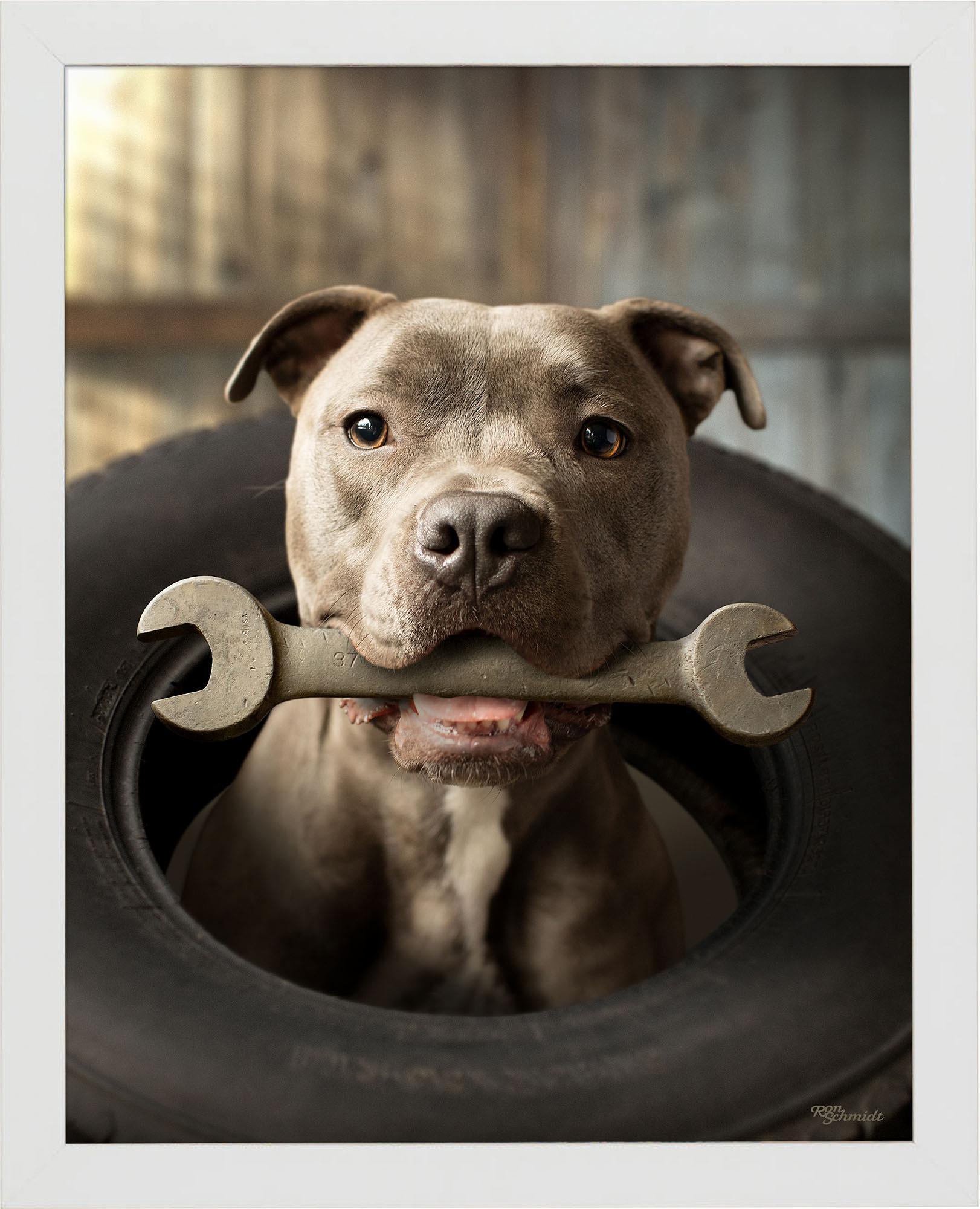 wrench-pitbull-terrier-framed-print-F759950062W.jpg