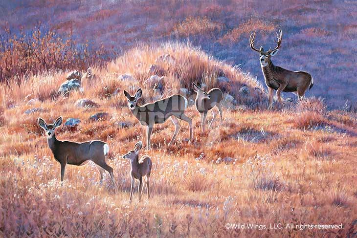 Morning Trek—Mule Deer Art Collection - Wild Wings