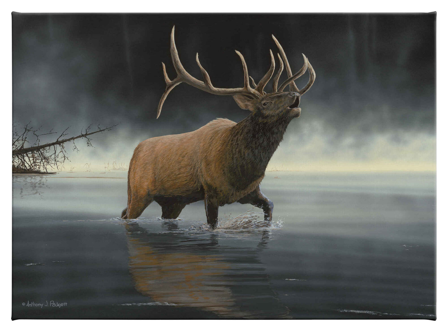 Daybreak Sentinel—Elk