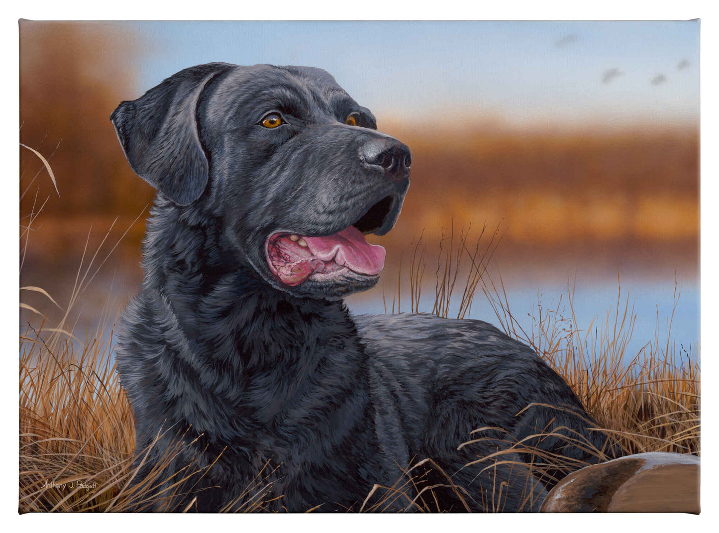 Great Expectations—Black Lab