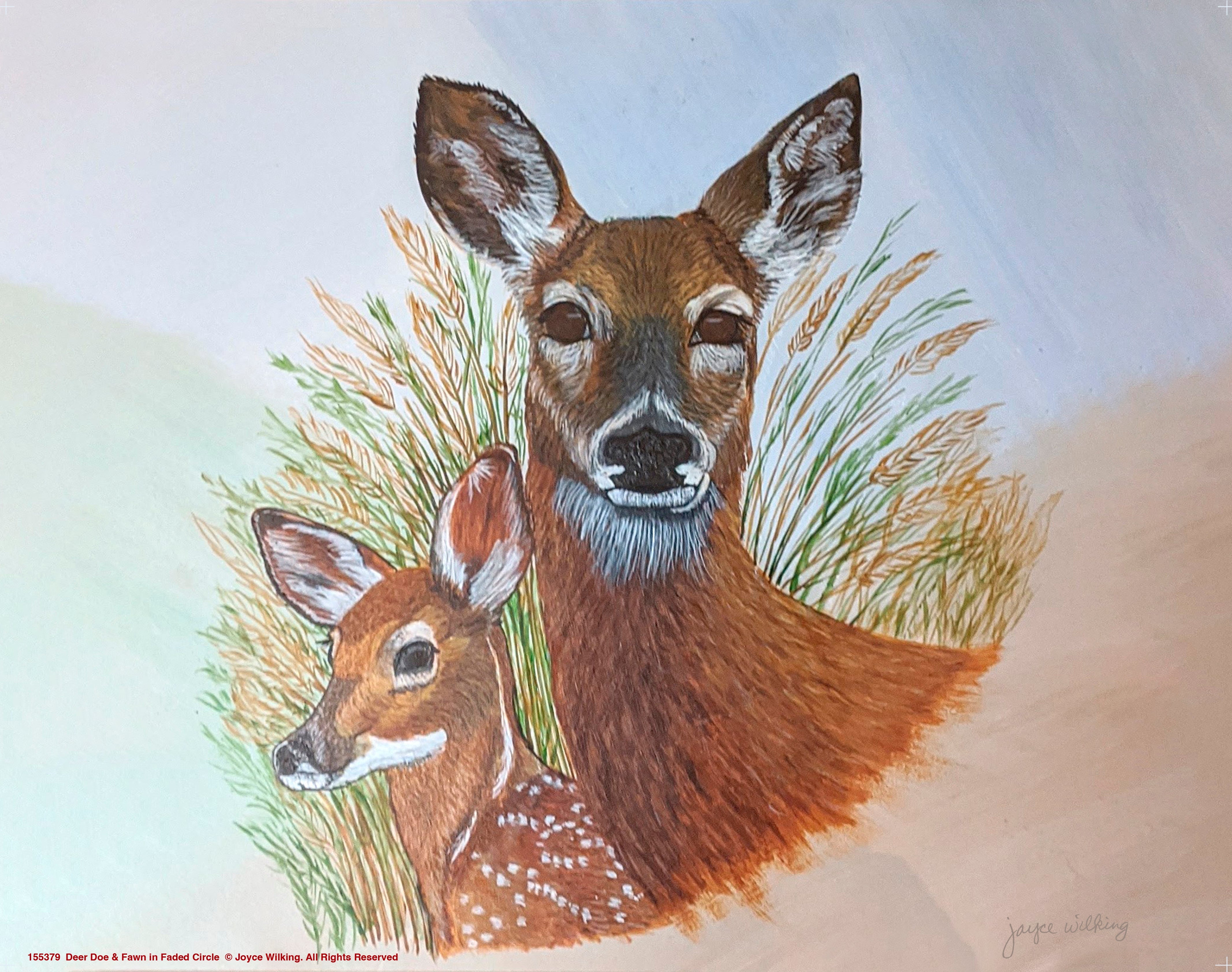 White tailed Deer colour rough - Lizzie Harper