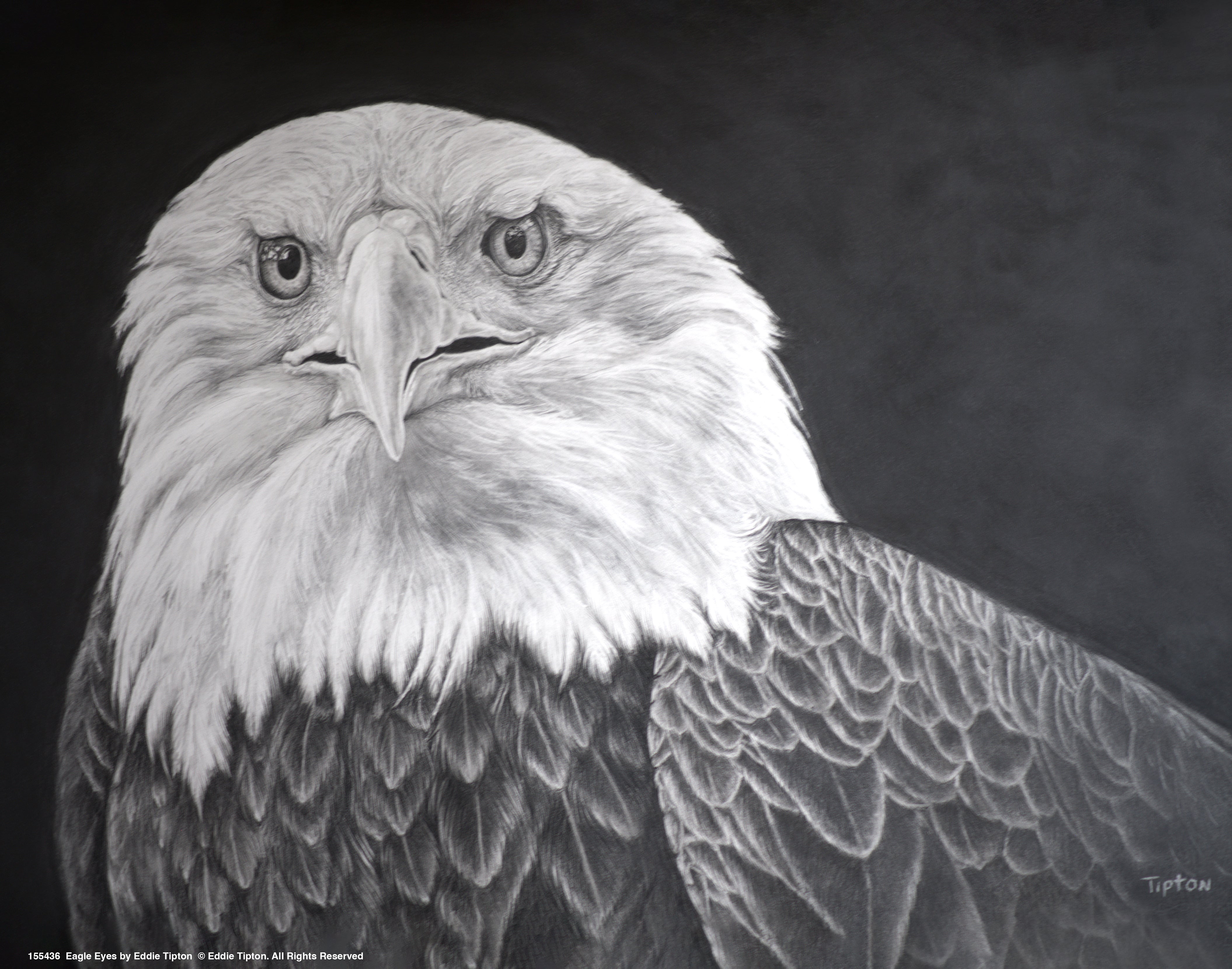 129 Drawings Of Bald Eagles Stock Photos, High-Res Pictures, and Images -  Getty Images