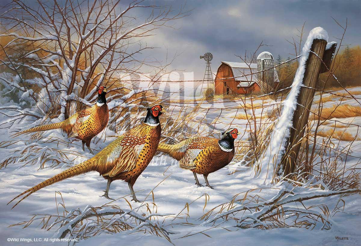 After the Storm—Pheasant Art Collection - Wild Wings
