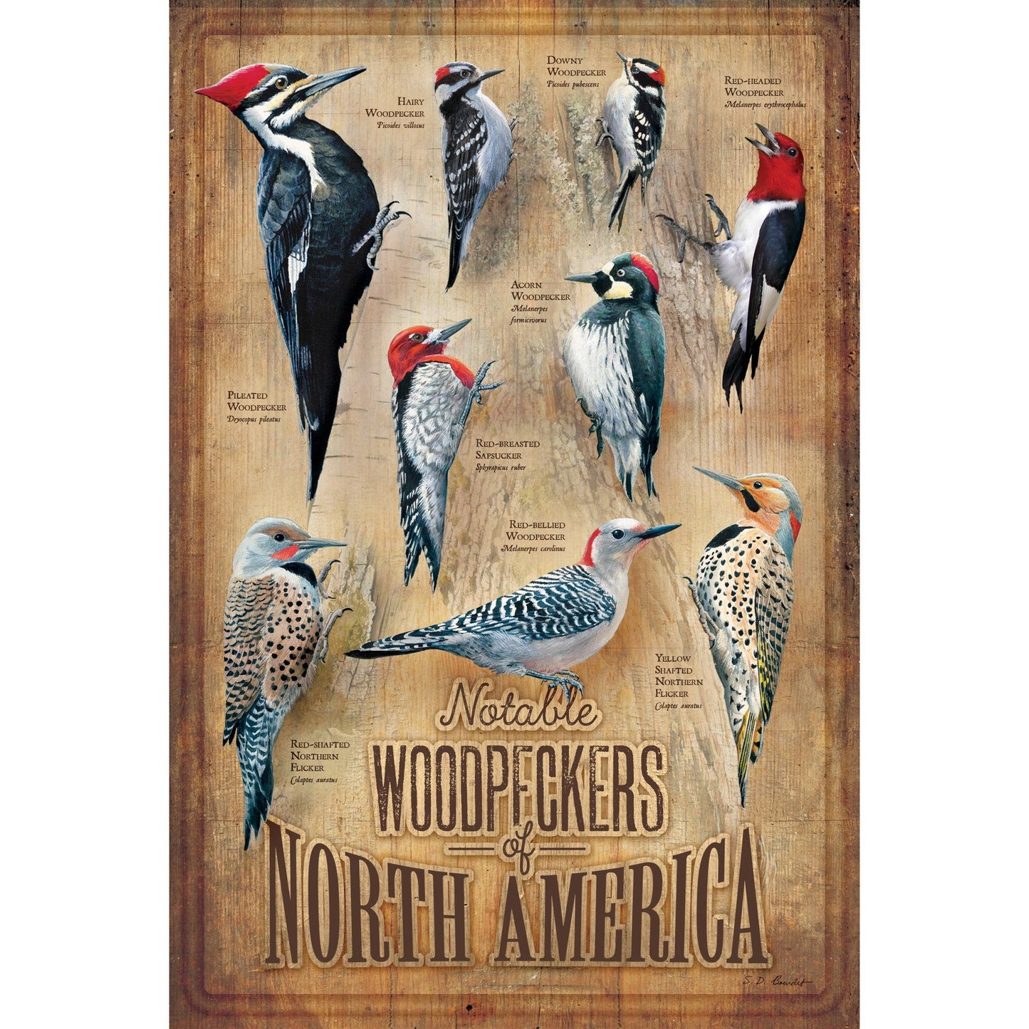 Backyard Woodpeckers of North America 12" x 18" Wood Sign - Wild Wings