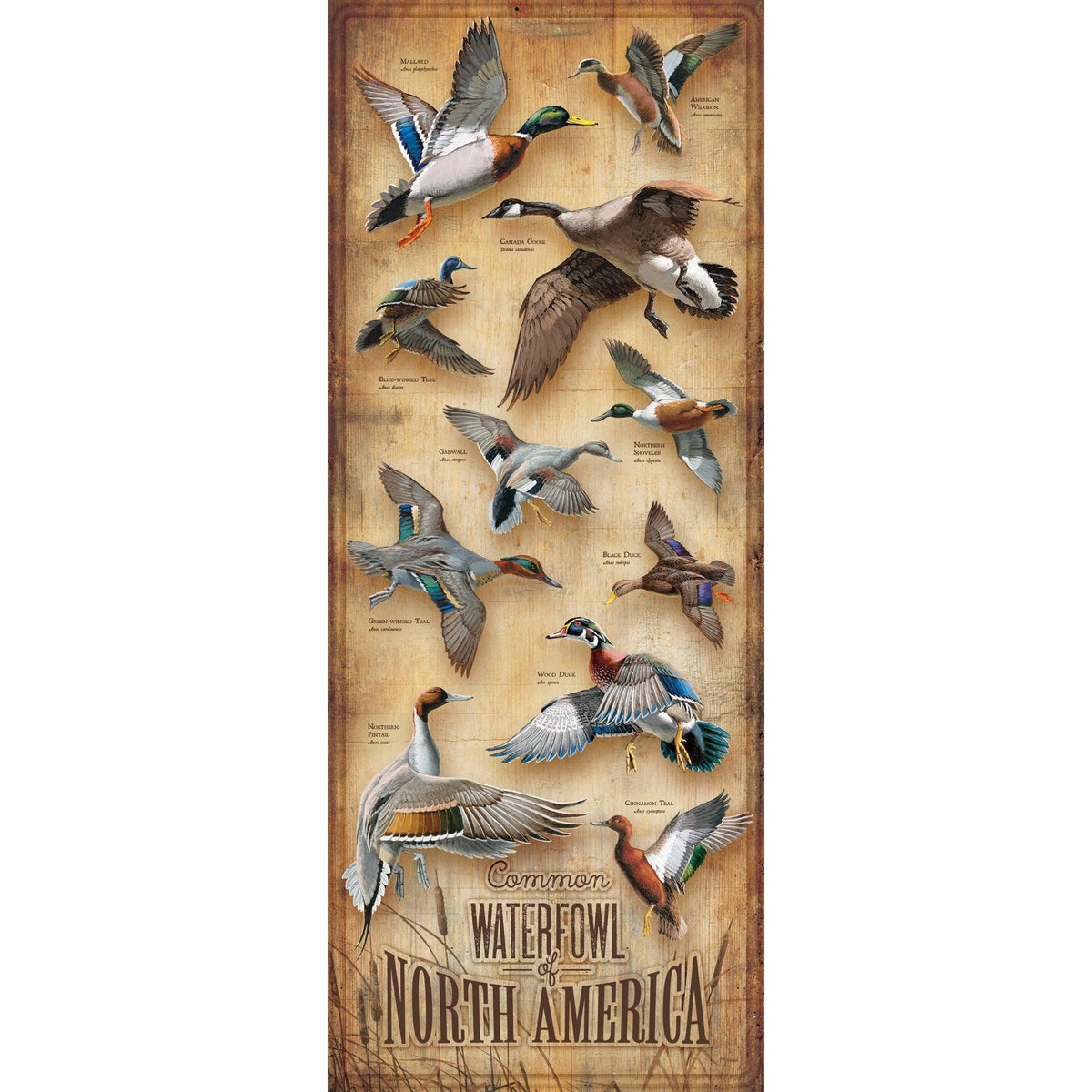 Common Waterfowl of North America 12" x 30" Wood Sign - Wild Wings