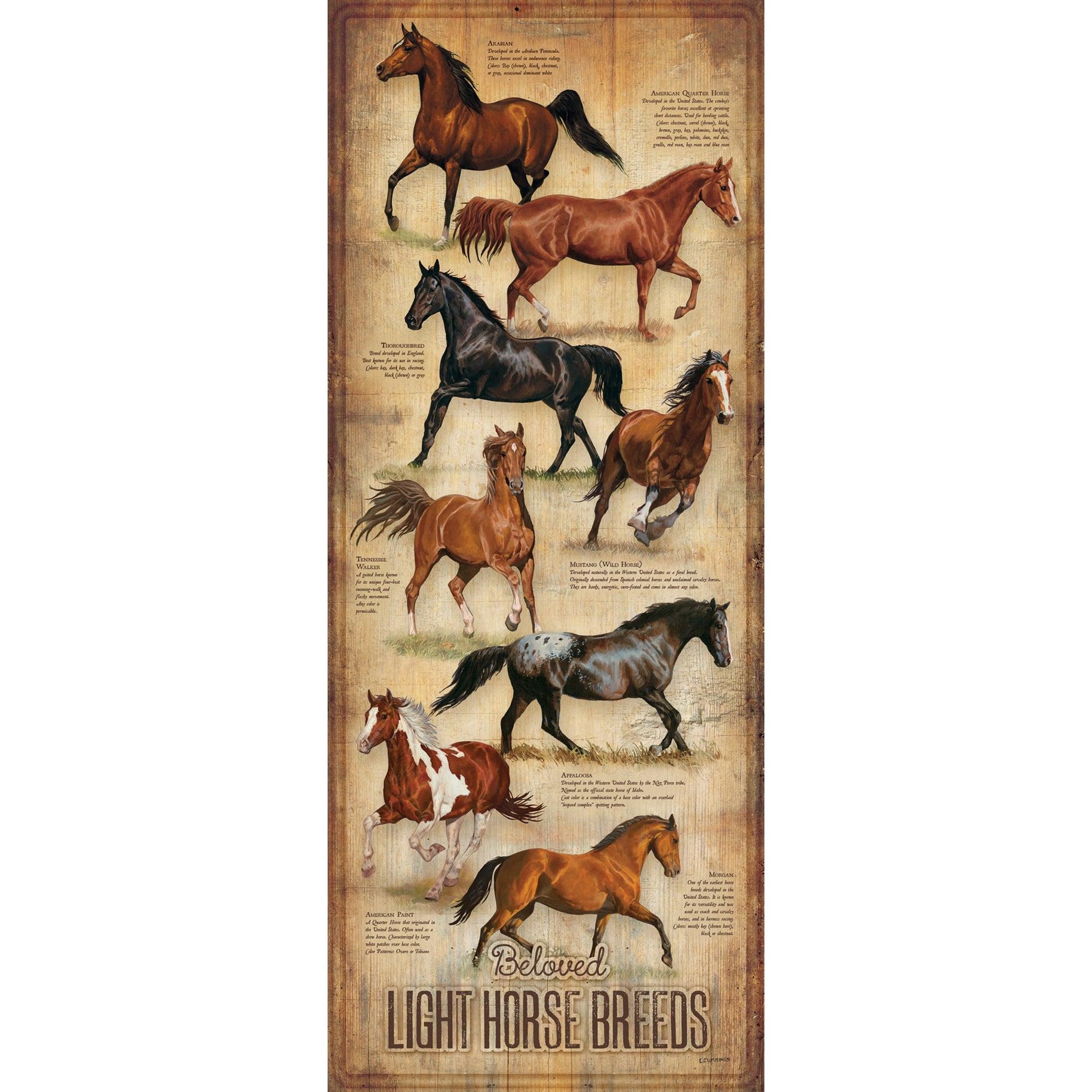 Draft Horse Breed Chart Draft Horse Breed Chart