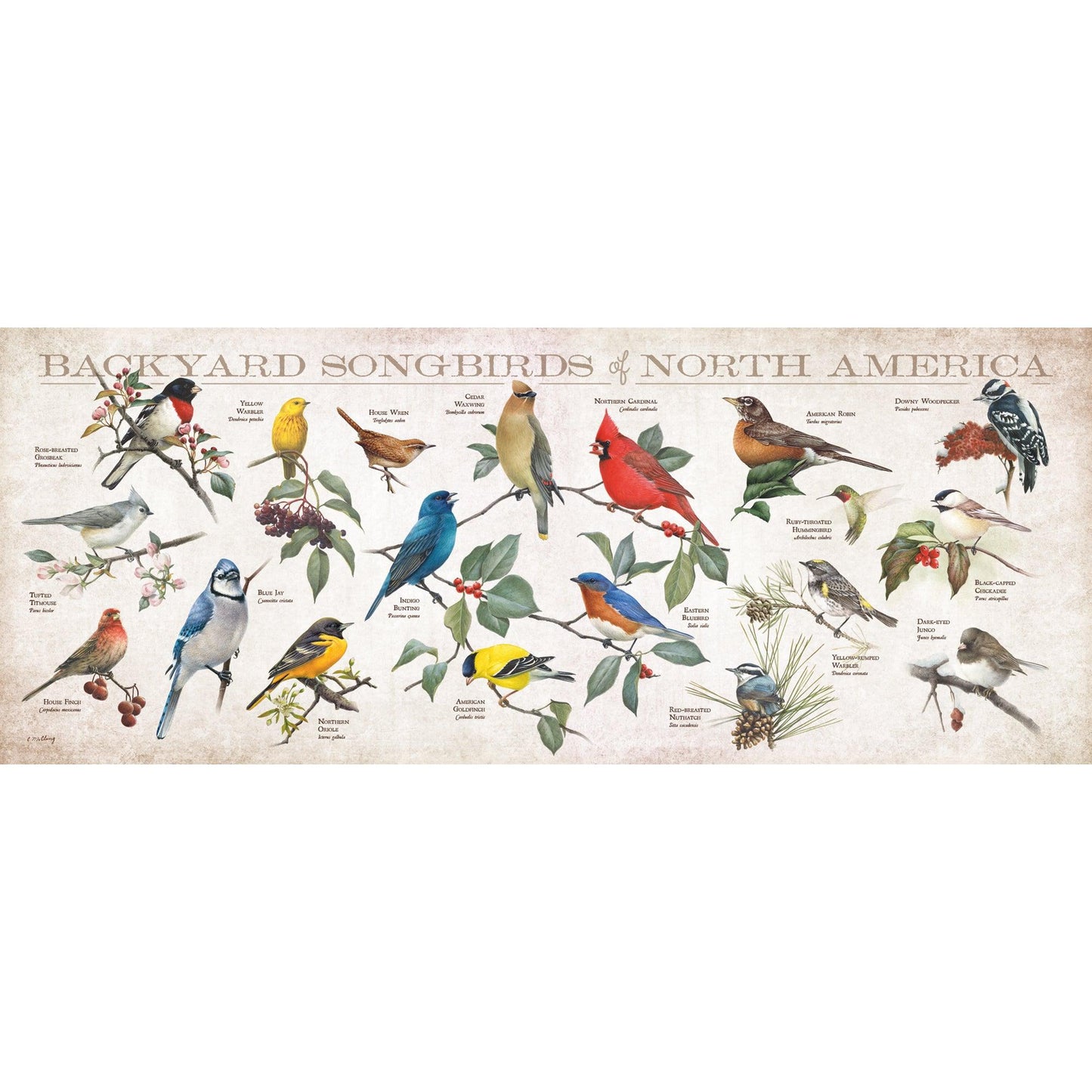 Backyard Songbirds of North America 12" x 30" Wood Sign - Wild Wings