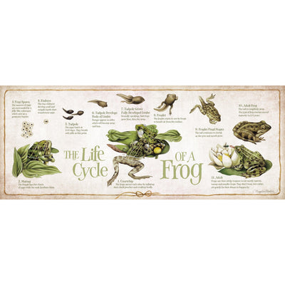Life Cycle of a Frog 12" x 30" Wood Sign - Wild Wings