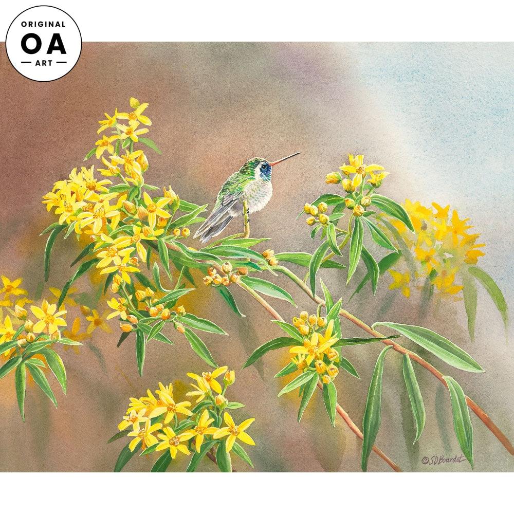 White—eared in Desert Flower—Hummingbird Original Watercolor Painting - Wild Wings
