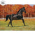 Thoroughbred Horse Original Oil Painting - Wild Wings