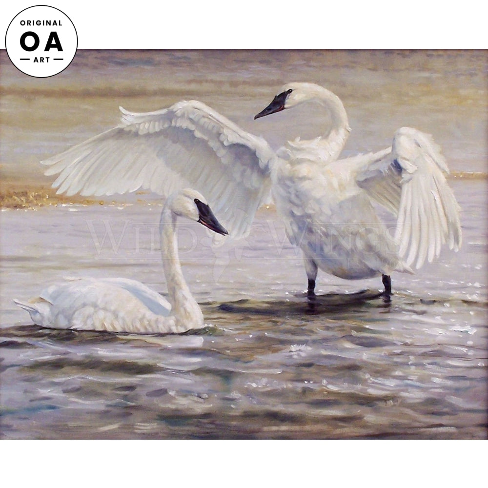 The Trumpets of Yellowstone—Trumpeter Swan Original Oil Painting - Wild Wings