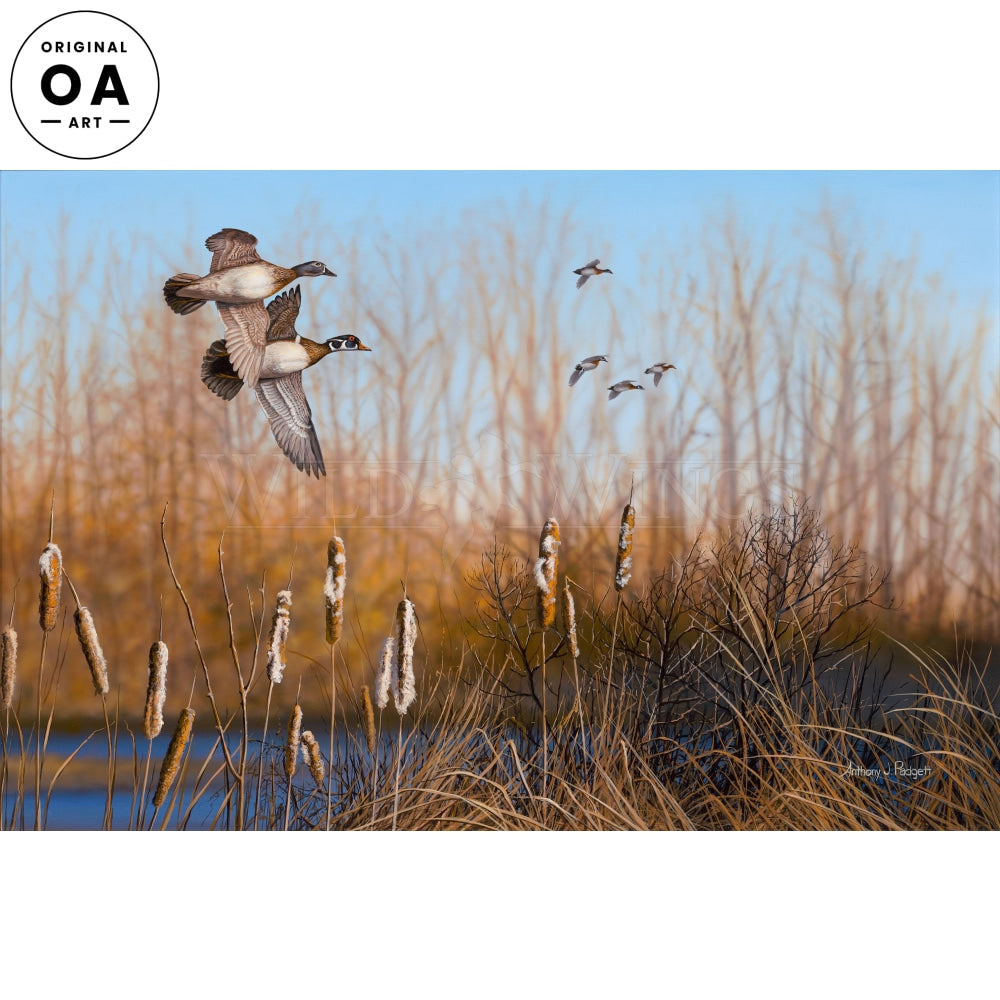 Return Among the Cattails—Wood Ducks Original Acrylic Painting - Wild Wings