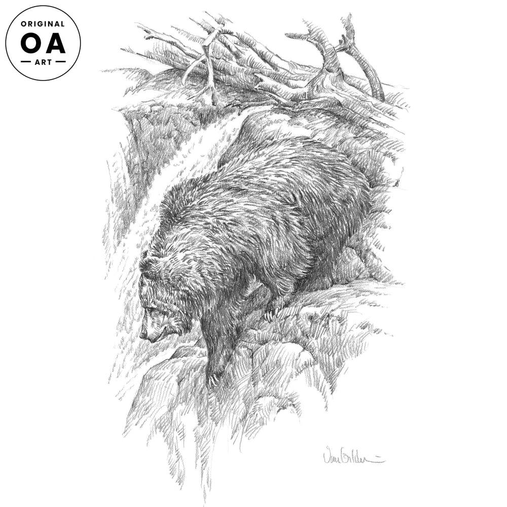 Grizzly Bear Original Pencil Drawing - Wild Wings