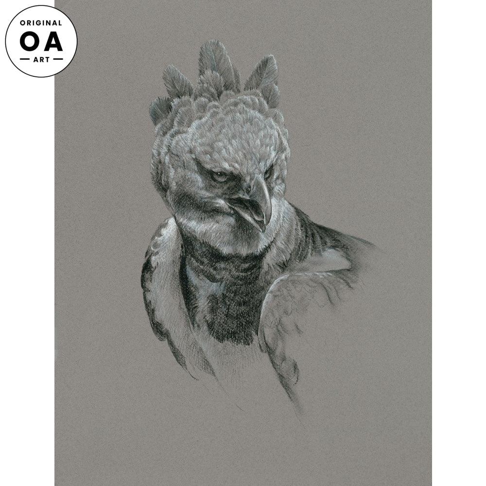 Harpy Eagle Original Pencil Drawing - Wild Wings