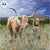 Mavericks—Longhorn Steers Original Acrylic Painting - Wild Wings