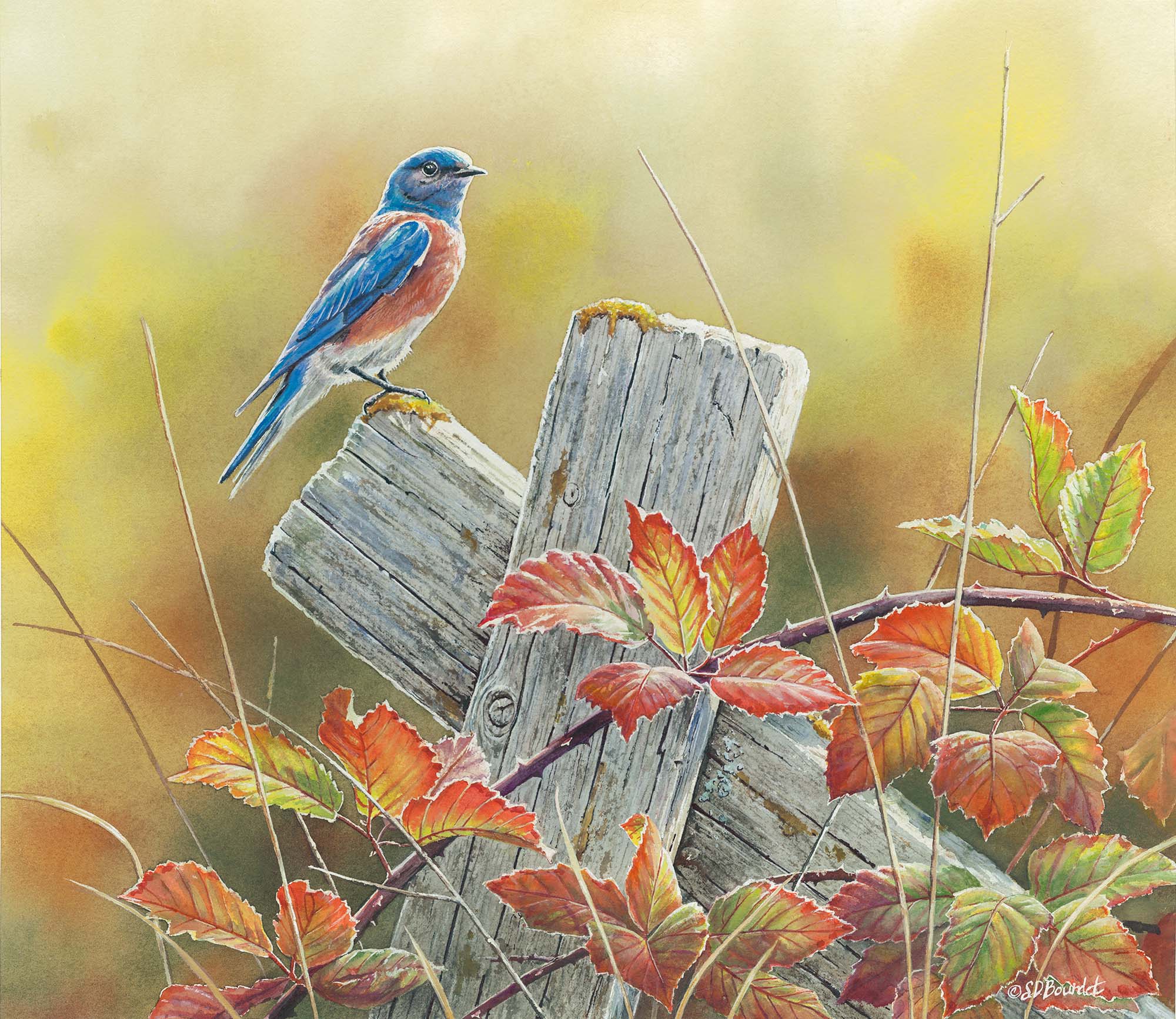 Autumn Vista—Western Bluebird