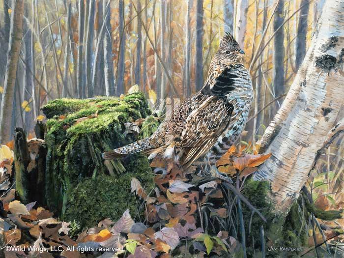 Brief Pose—Ruffed Grouse Art Collection - Wild Wings