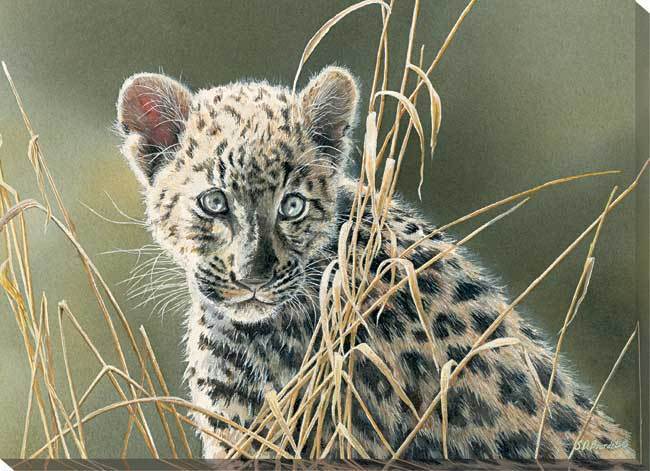 Cat Eyes—Leopard Art Collection - Wild Wings
