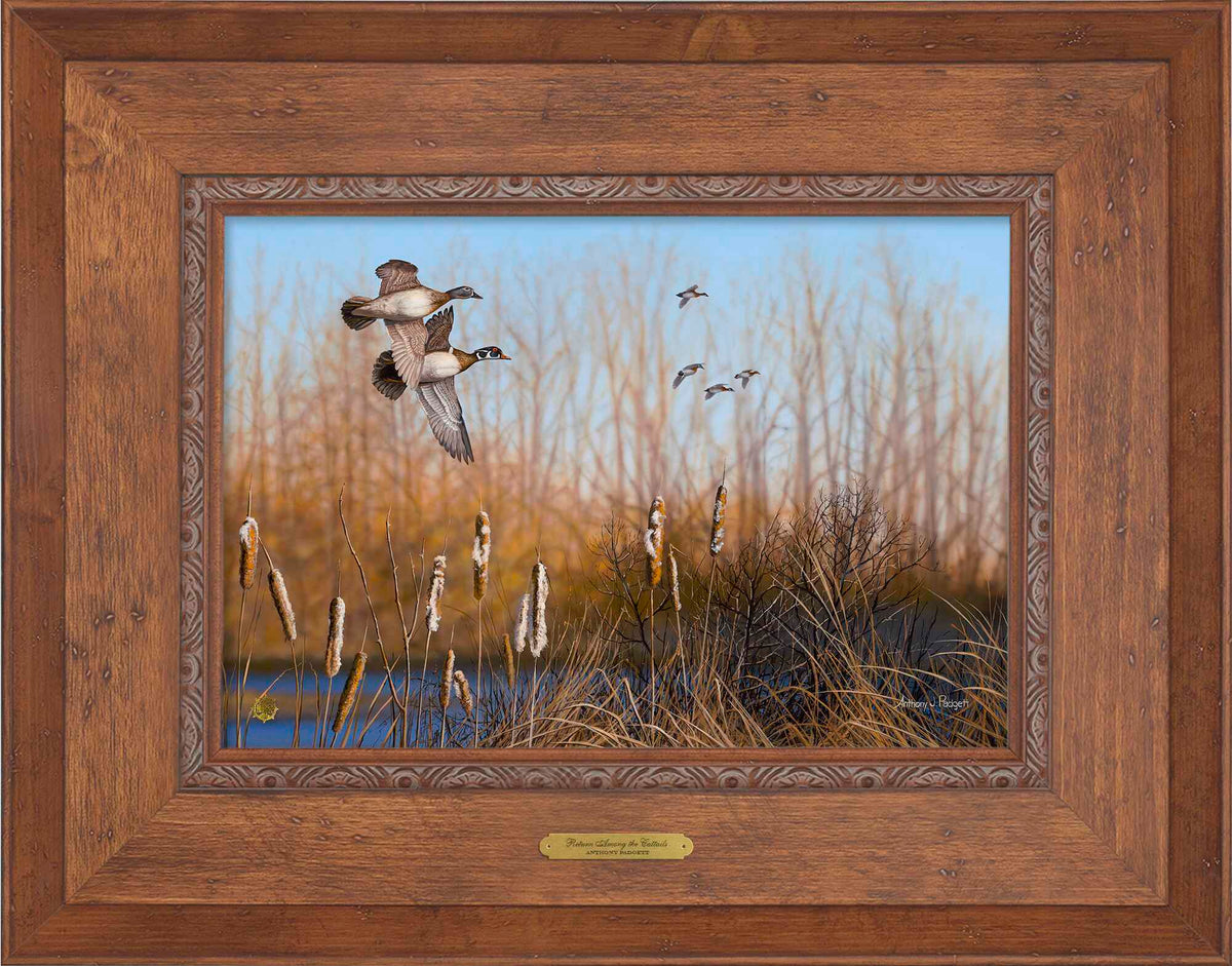 Return Among the Cattails—Wood Ducks; Standard Numbered Edition (SN)