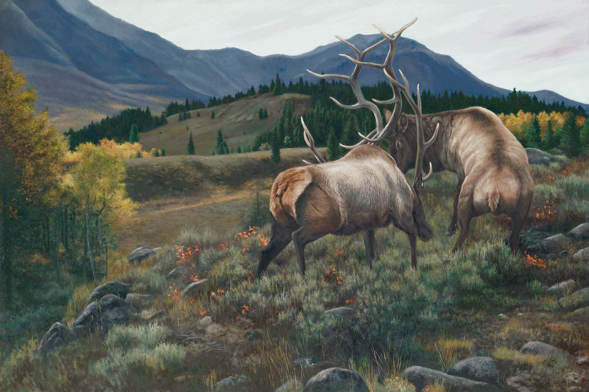 High Country Challenge—Elk