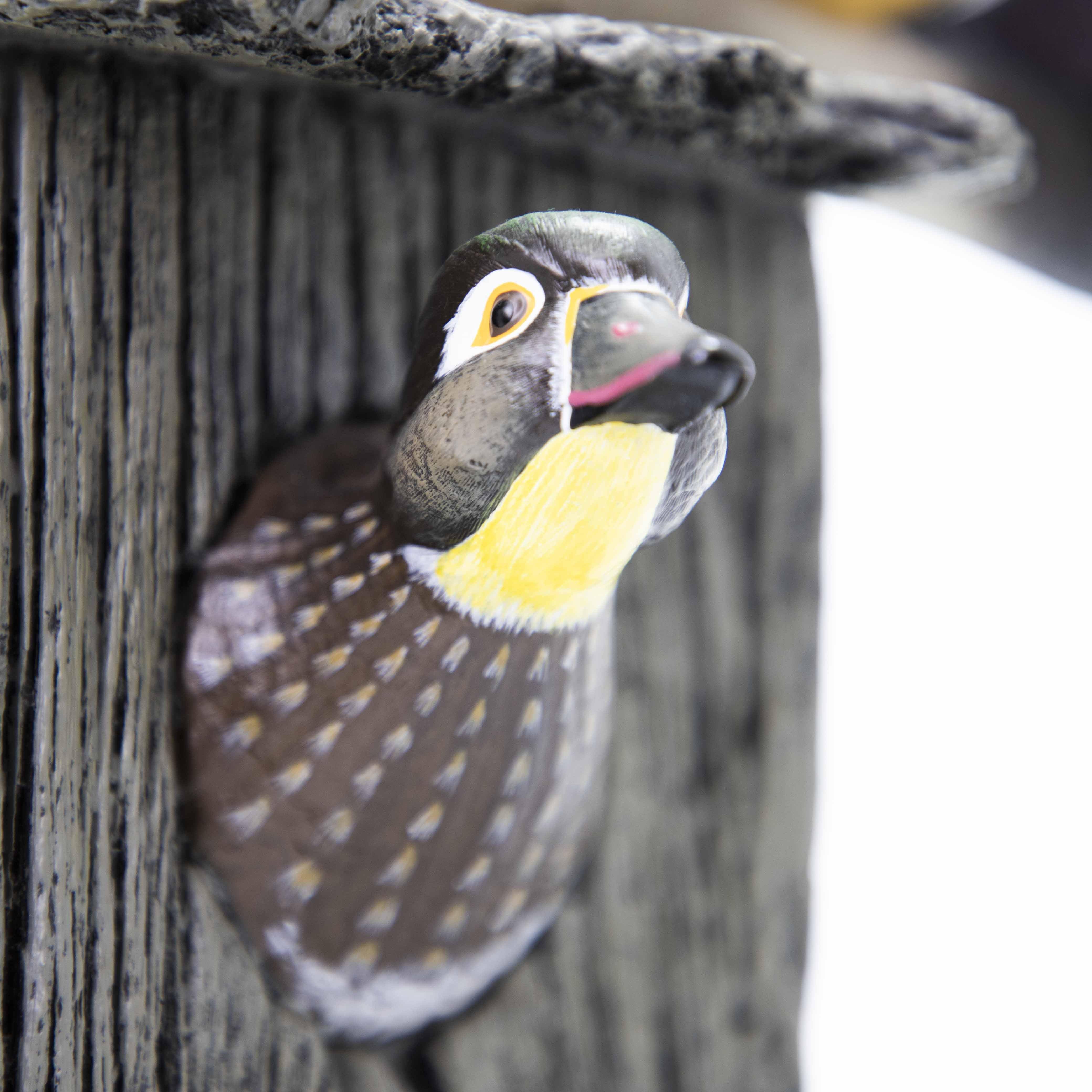 Wood duck deals nest