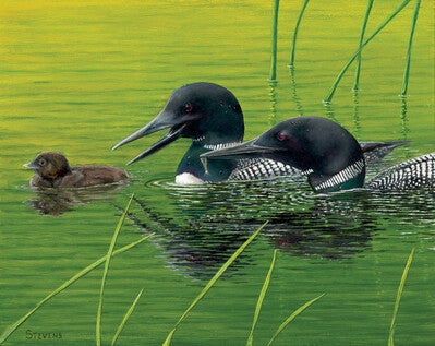 It's Dinner Time, Now Eat!—Loons