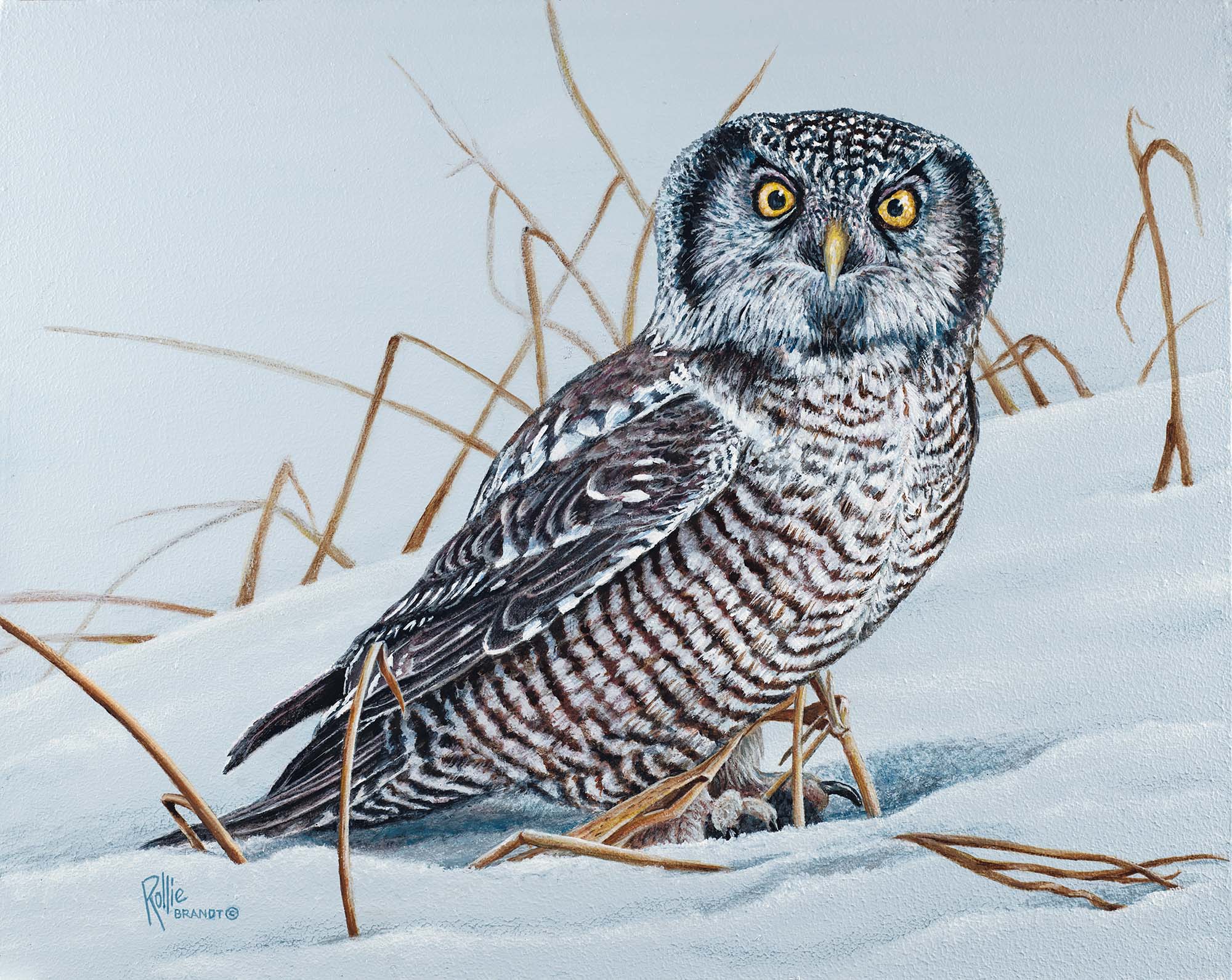 Mouse Hunt—Northern Hawk Owl