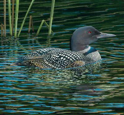 Water Colors – Loons