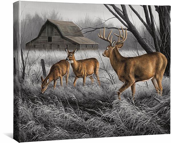 Abandoned Farmstead—Whitetail Deer Gallery Wrapped Canvas - Wild Wings