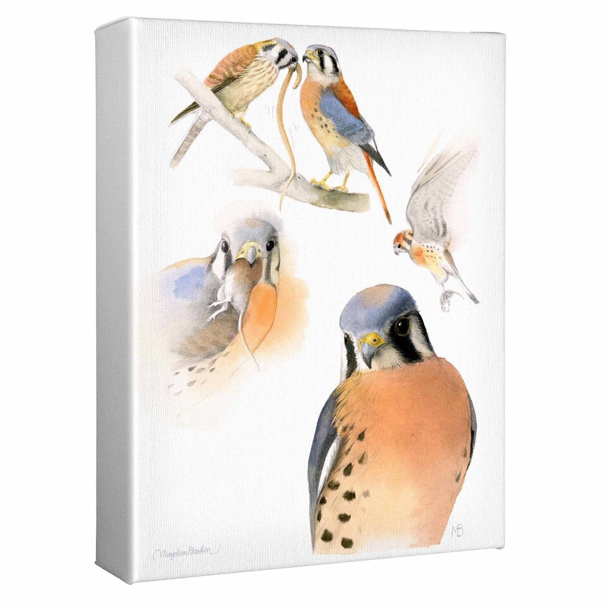 American Kestrel Gallery Wrapped Canvas - Wild Wings