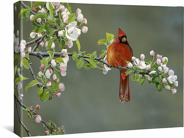 Apple Blossom Crimson—Cardinal Gallery Wrapped Canvas - Wild Wings