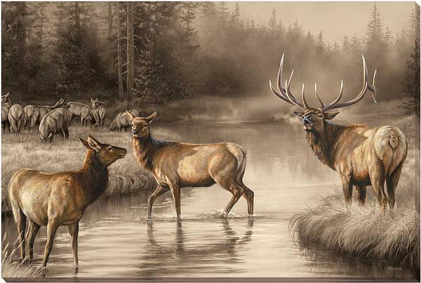 Autumn Mist—Elk Wrapped Canvas - Wild Wings