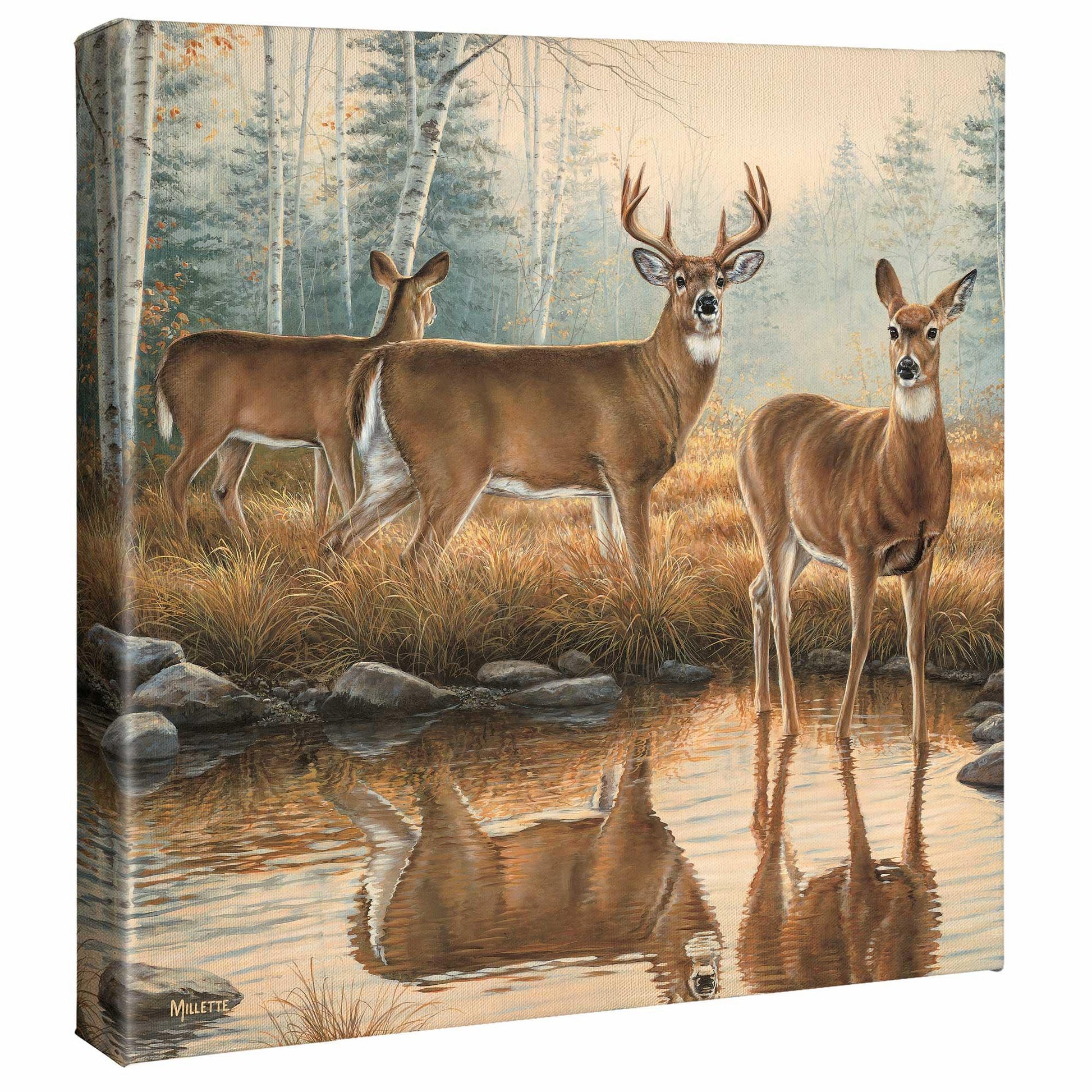Autumn Reflections - Whitetail Deer Gallery Wrapped Canvas - Wild Wings