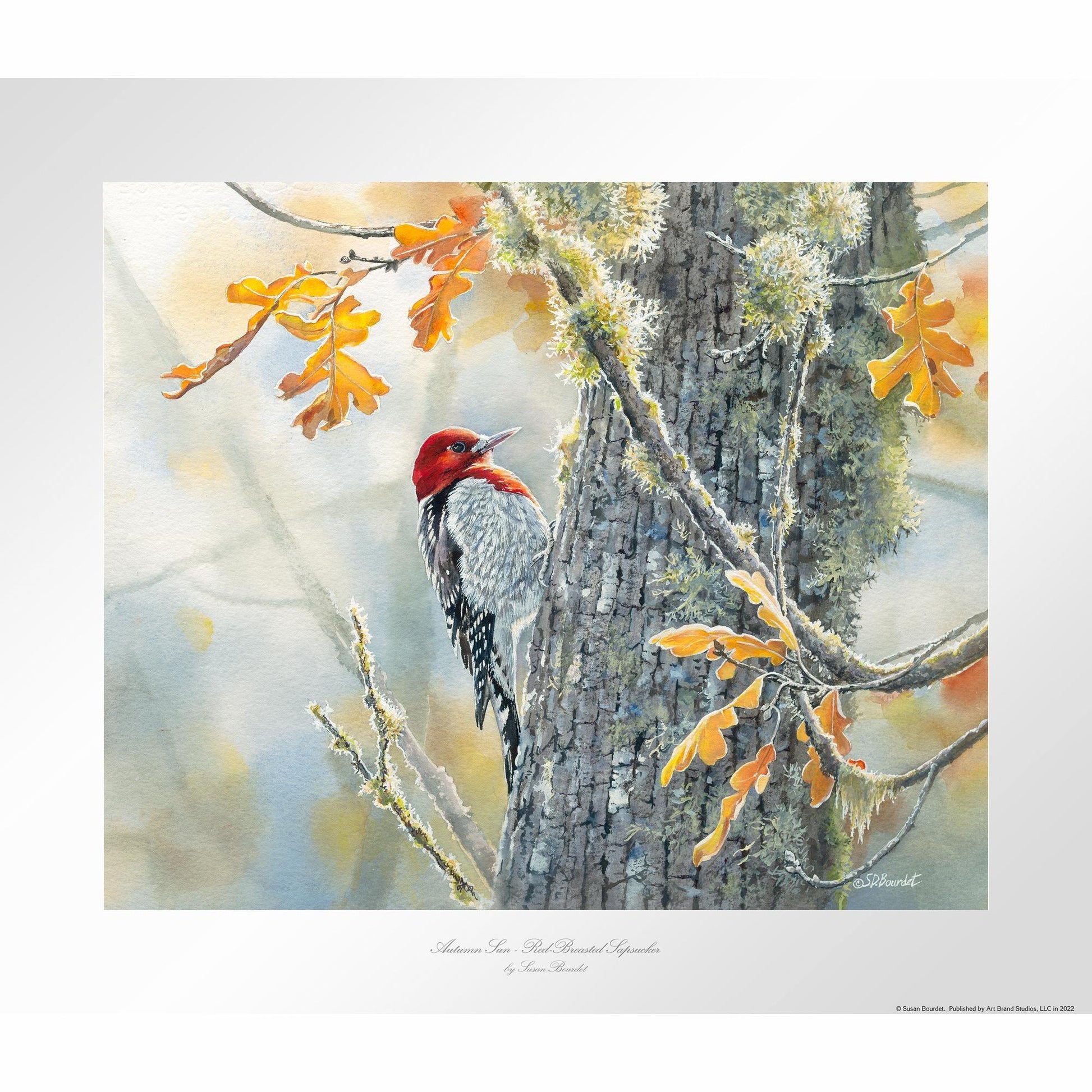 Autumn Sun - Red - Breasted Sapsucker Limited Edition Paper Print - Wild Wings