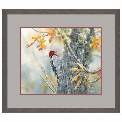 Autumn Sun - Red - Breasted Sapsucker Limited Edition Paper Print - Wild Wings