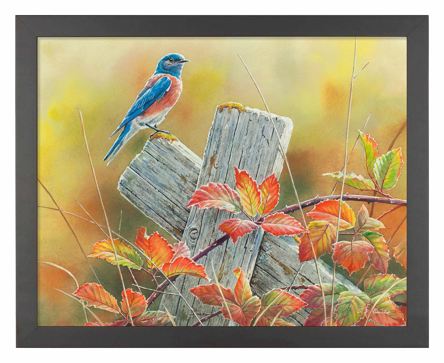 Autumn Vista—Western Bluebird Art Print - Wild Wings
