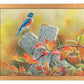 Autumn Vista—Western Bluebird Art Print - Wild Wings