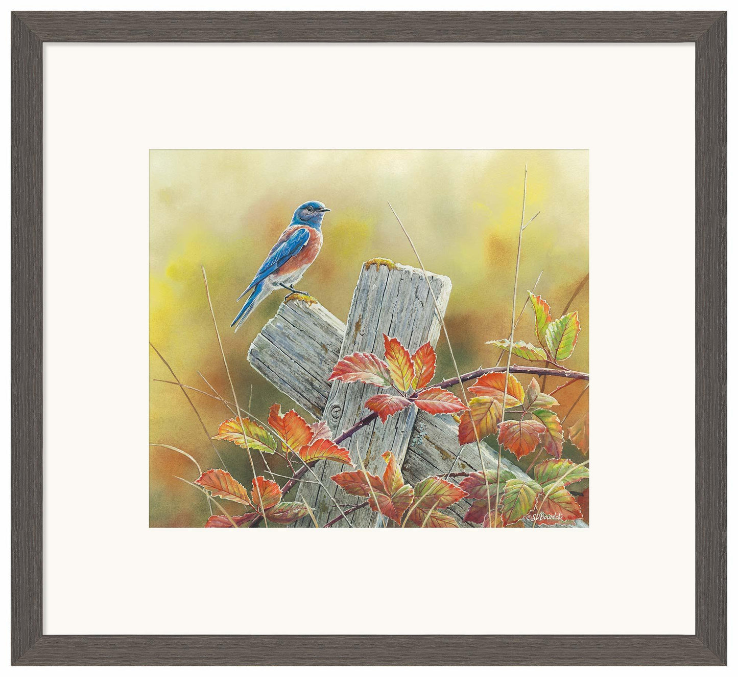 Autumn Vista—Western Bluebird Limited Edition Paper Print - Wild Wings